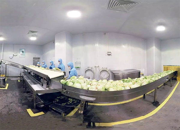 全自動(dòng)蔬菜瓜果包裝機(jī)設(shè)備車間操作實(shí)拍圖